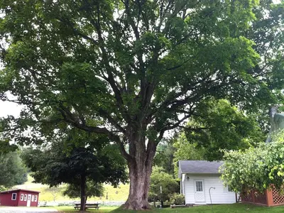 a large tree in a yard next to a house at Enchanting Secluded Cabin Rental near Salem, New York in Salem