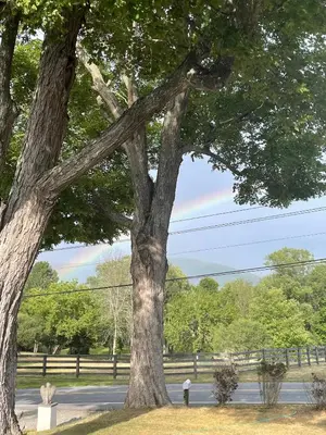 two large trees in a field next to a road at Hoppy Hill Farm House in Dover Plains