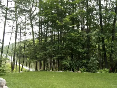 a group of trees in a field with green grass at Creekside Log Cabin Rental with Kayaks in Saugerties, New York in Saugerties