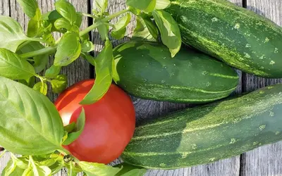 a group of cucumbers and tomatoes on a wooden table at Enchanted Cottage 1 block to beach in Madison