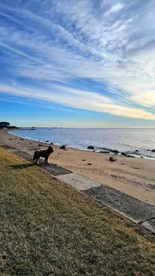 a dog standing on a beach near the water at Enchanted Cottage 1 block to beach in Madison