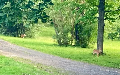 two deer walking in the grass next to a road at The Stone House in Sharon Springs