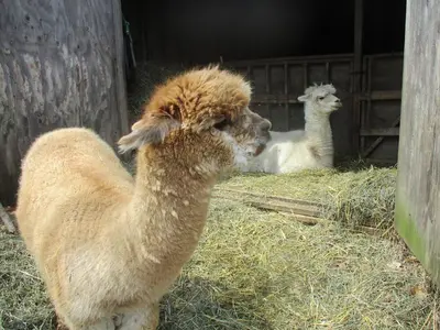 two llamas are standing in the hay in a barn at Owl's Nest Lodging