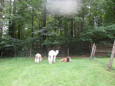 a person laying in a field with two sheep at Owl's Nest Lodging