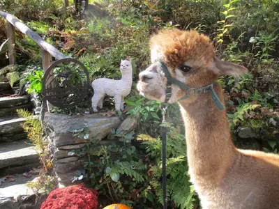 a llama standing next to a statue of a llama at Owl's Nest Lodging