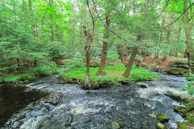 a stream in the middle of a forest with trees at Traditional Wooden Cabin Rental in the Poconos, Pennsylvania in Canadensis