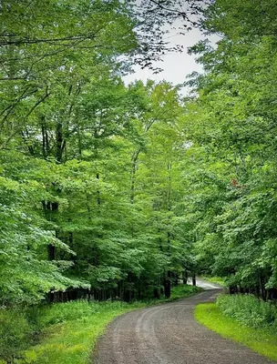 a dirt road in the middle of a forest at Incredible Equipped Yurt Amazing for a Glamping Experience in East Meredith, New York in East Meredith
