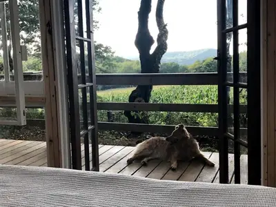 a dog laying on a porch looking out the window at Romantic New York Getaway near the Adirondacks in Cambridge