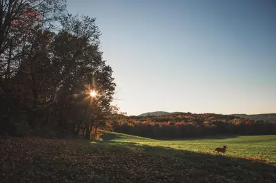 a dog standing in a field with the sun setting at Runamuk Farm Camp with a View near the Adirondacks in Cambridge
