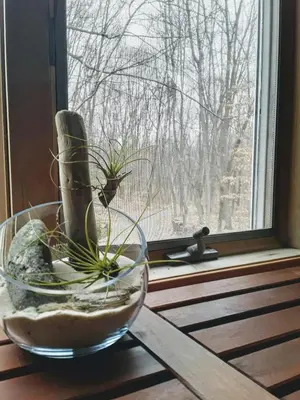 a plant in a bowl on a window sill at Copake Lakes Hidden Treasure in Copake