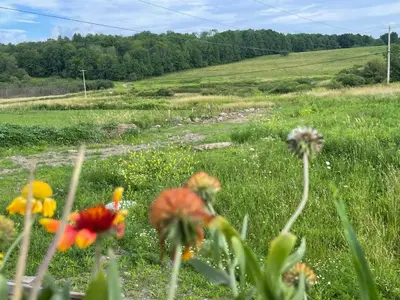 a field of flowers in a grassy field at Countryside Views in Norwich