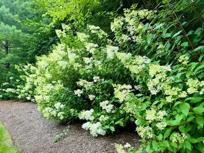a bush with white flowers in a garden at Beautiful House in the Woods, Huge Yard, Hot Tub in Great Barrington
