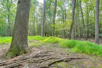 a group of trees with roots around a tree at Ashokan Reservoir Treetop Suite in the Catskills in Olivebridge