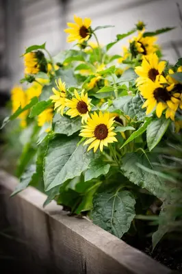 a bunch of yellow sunflowers in a planter at ButtonBall Inn in South Egremont