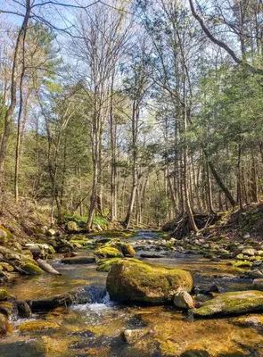 a painting of a creek in a forest at Gunn Brook Mountain House in Cornwall