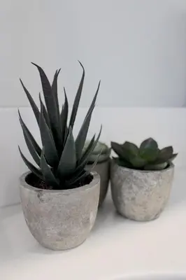 two plants in concrete pots sitting on a table at RARE 1BR Apt with Character GREAT Location! in Albany