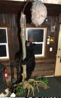 a black cat sitting on top of a tree at Unique and charming, exquisitely themed Log Cabin in Arietta