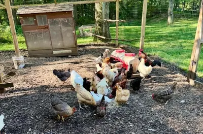 a group of chickens standing around in a pen at Pet-Friendly Cottage, 2 Mi to Saugatuck Falls in Redding