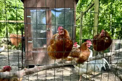 a group of chickens standing in a cage at Pet-Friendly Cottage, 2 Mi to Saugatuck Falls in Redding