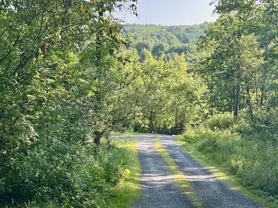 a dirt road with trees on either side of it at Perfect Vermont Battenkill Log Cabin in Arlington