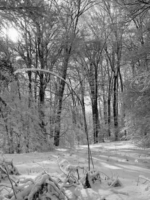 a metal object in the snow in a forest at Perfect Vermont Battenkill Log Cabin in Arlington