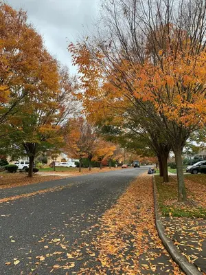 a road with leaves on the ground next to trees at Cozy1B1B W Private Entrance in Jericho