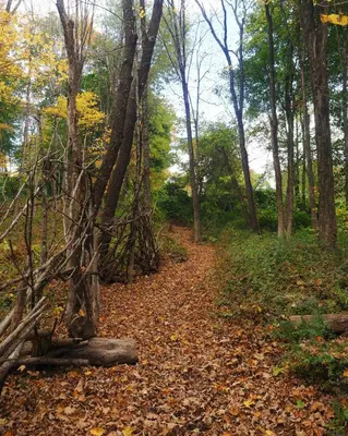 a path in the woods with leaves on the ground at Argyll House by Boutique Litchfield Escape Villa in Harwinton