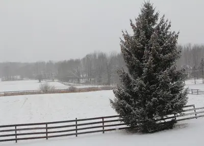 a snow covered field with a christmas tree next to a fence at Forest Hideout Cottage Close to Camps and Ski Resorts in Pleasant Mount