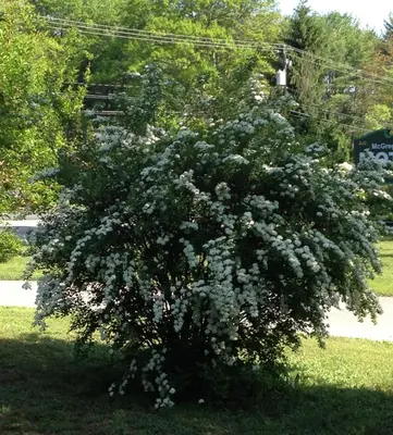 a large tree with white flowers on the grass at McGregor Inn Motel in Saratoga Springs