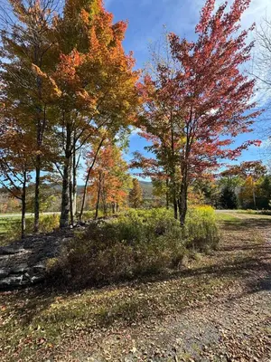a group of trees in a field with autumn leaves at Mountain Retreat in the Catskills in Roxbury