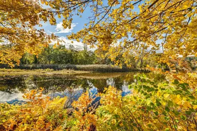 a river in the fall with leaves on the trees at 1 Mi to Main St Riverside Torrington Apt with Yard in Torrington
