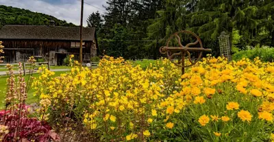 a field of yellow flowers in front of a barn at The Mountain Brook Inn in Bovina Center