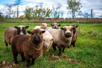 a herd of sheep standing in a field at Barrel Hot Tub at 'The Eagle Dome' in Franklin in Franklin