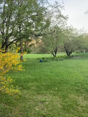 a field of green grass with trees in the background at The Colrain Suite in Colrain