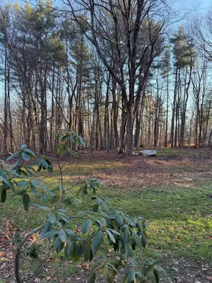 a plant in a field with trees in the background at King Cabin