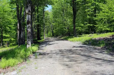 a dirt road in a forest with trees at Oneonta Hideaway in Oneonta