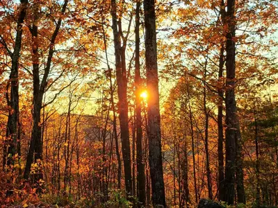 a sun shining through the trees in a forest at Stunning Views from the Fire Tower Cabin in Cambridge