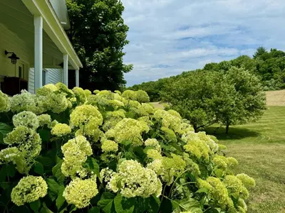 a bush of yellow flowers in front of a house at Gorgeous Hudson Valley Farmhouse on 14 Acres home in Old Chatham