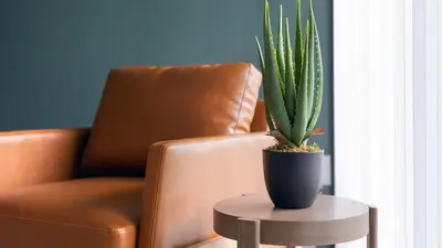 a plant in a pot on a table next to a chair at Landing Apartments - Park South in Albany