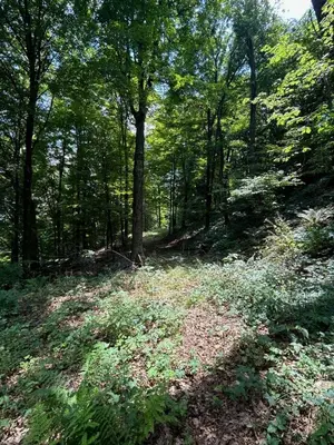 a wooded area with trees and grass and weeds at Saratoga Lake Boathouse Retreat in Saratoga Springs