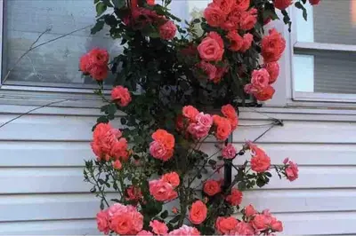 a bunch of red roses on the side of a house at Cozy private room in downtown Flushing in Queens