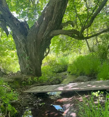 a bench sitting under a tree next to a creek at Peaceful Meadow Retreat in Granby