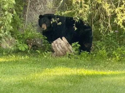 a black bear is sitting in the grass at Cozy Lake House - Salisbury/Lakeville in Salisbury