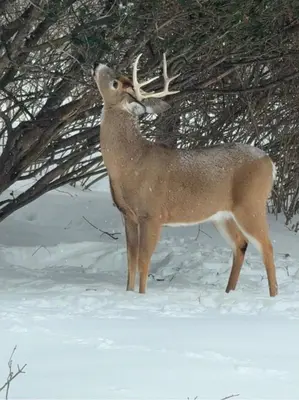 a reindeer standing in the snow next to a tree at World Cup Stay Close to MetLife Stadium NYC in Waldwick