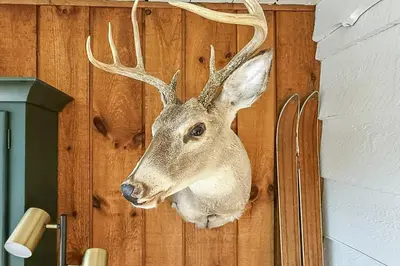 a fake deer head hanging on a wall at Candlewood Isle in New Fairfield