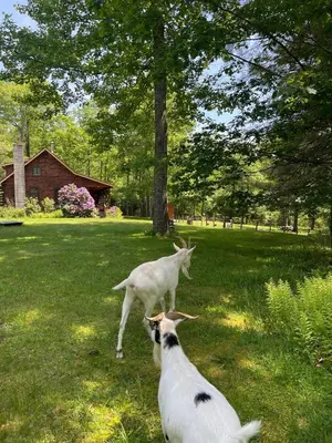 two goats playing with each other in the grass at Log Cabin at the Goat Sanctuary in Napanoch