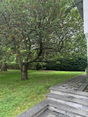 a tree in a park with stairs in the grass at Curated Suite with Soaking Tub and Walk to Whole Foods in Jericho