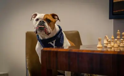 a dog sitting in a chair next to a chess board at New Haven Hotel in New Haven