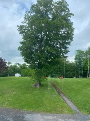 a tree in the middle of a green field at The Sunview Motel in Tannersville