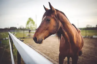 a brown horse standing next to a fence at Holiday Inn Express & Suites Albany Airport Area - Latham by IHG in Latham